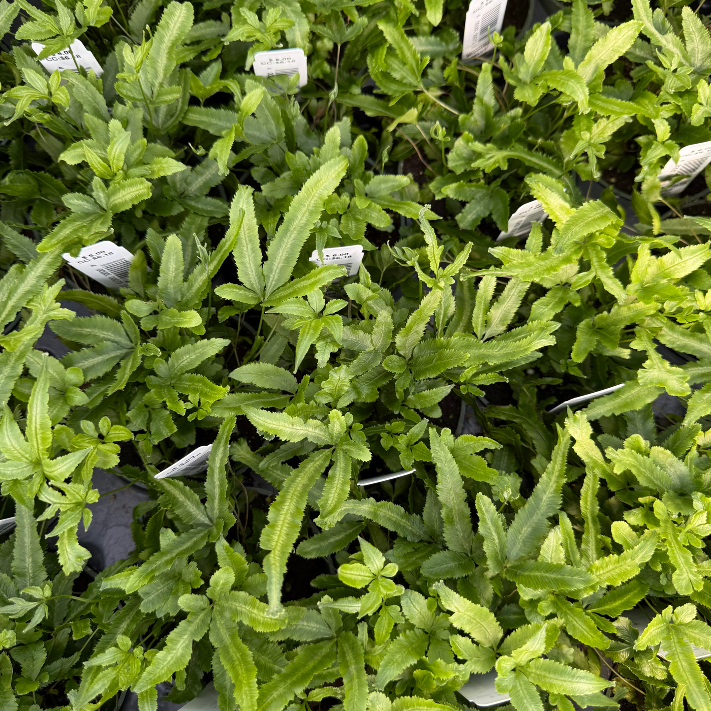 Moonlight Fern