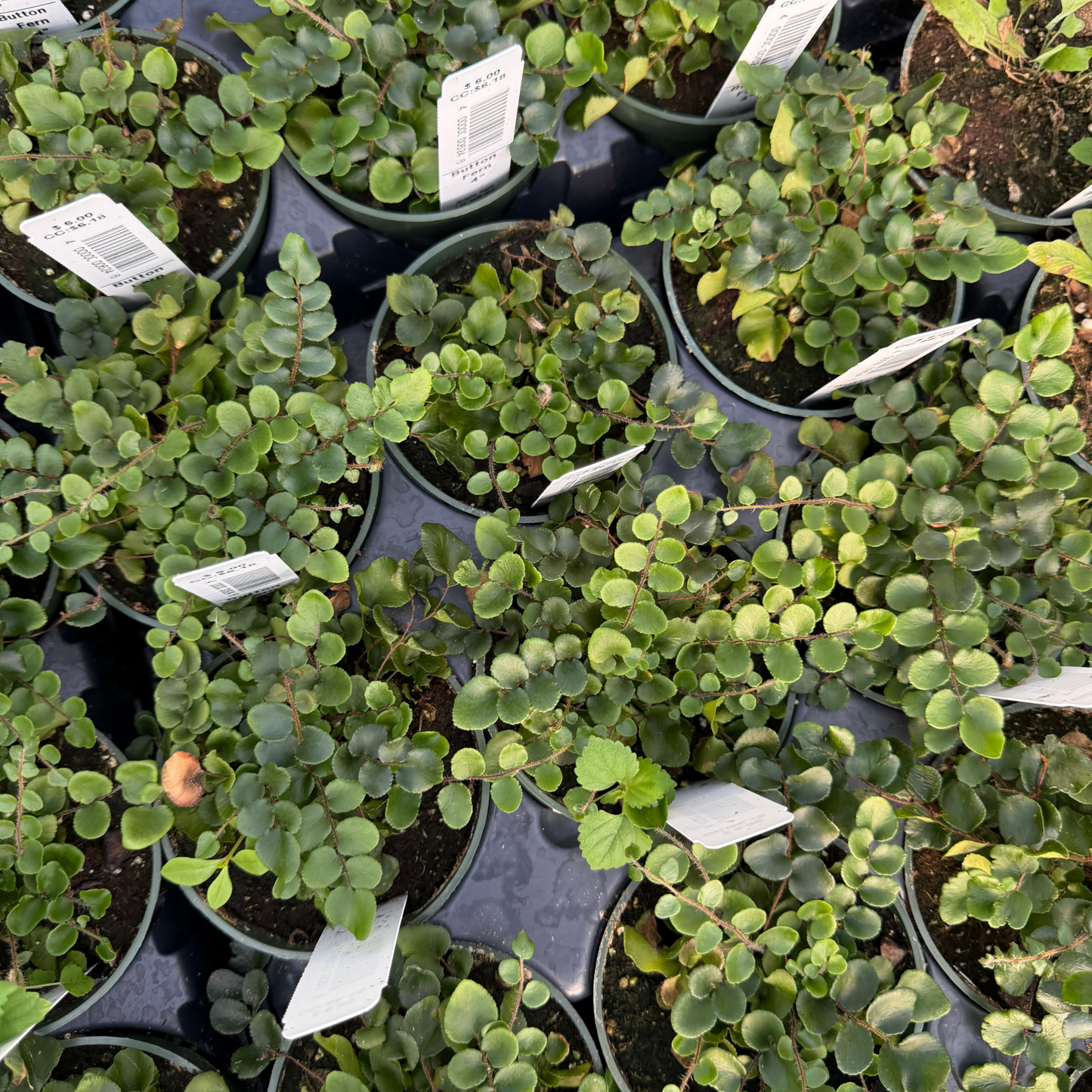 Button Fern