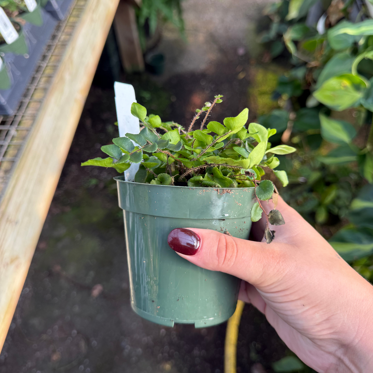 Button Fern
