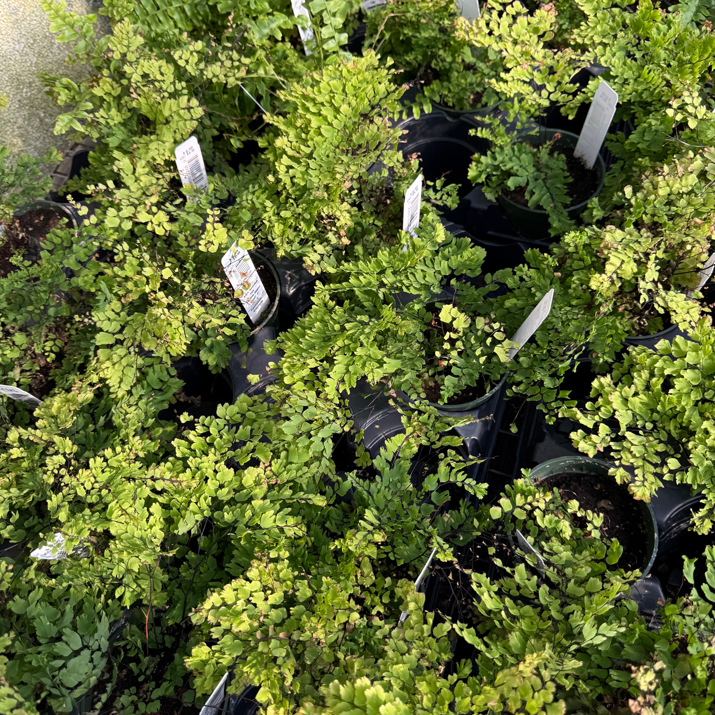 Brittle Maidenhair Fern