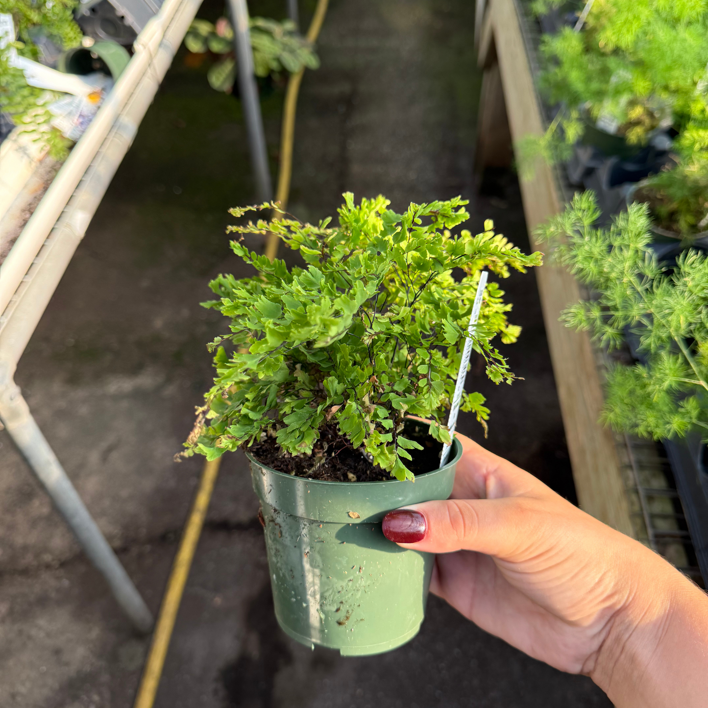 Brittle Maidenhair Fern