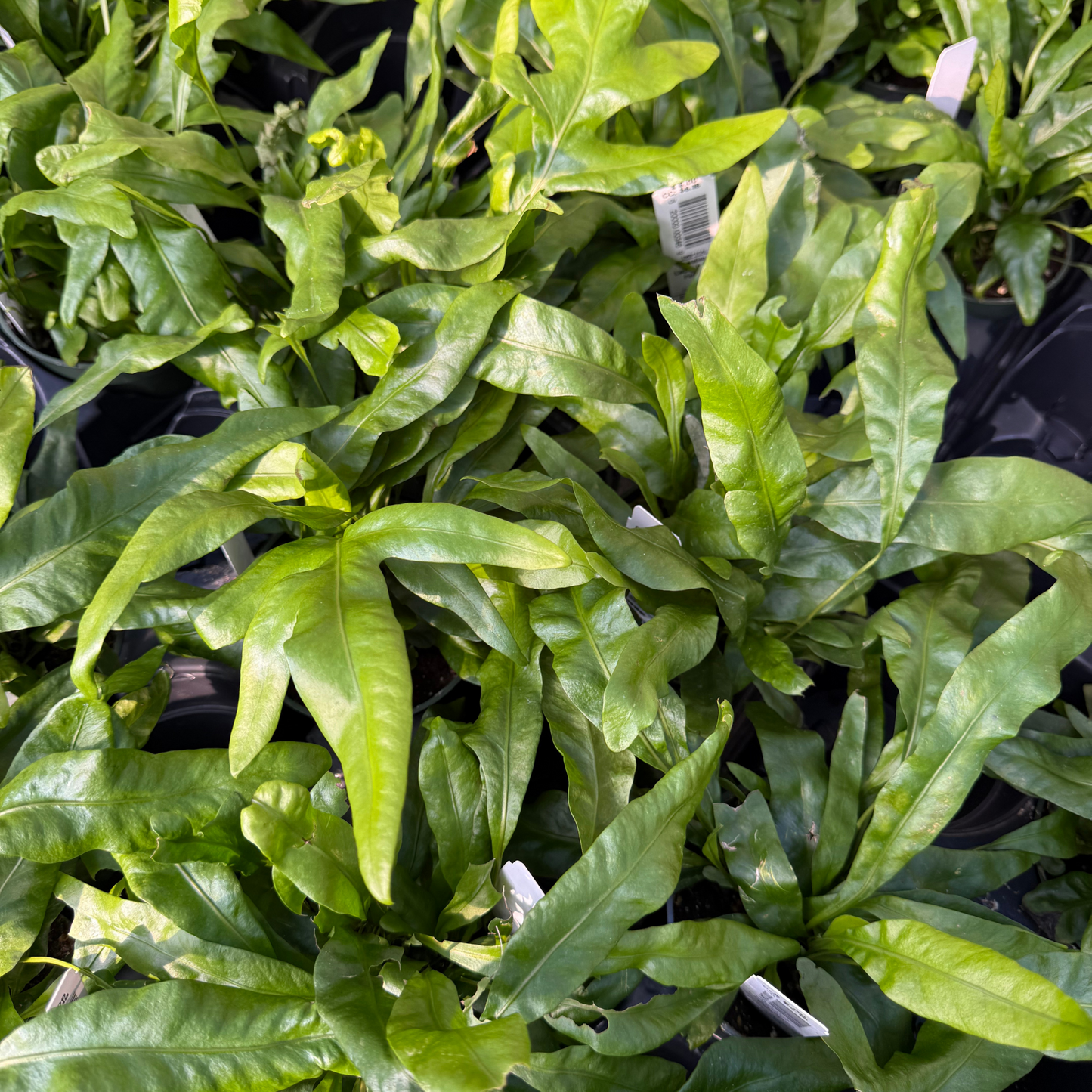 Hawaiian Laua'e Dwarf Fern