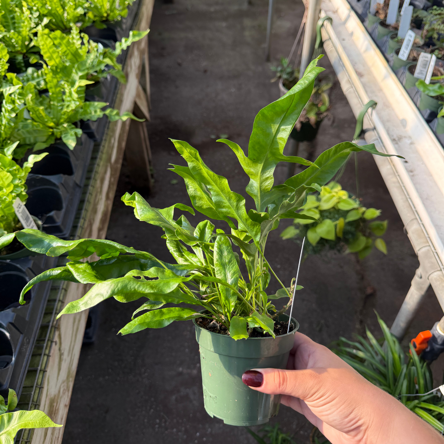 Hawaiian Laua'e Dwarf Fern