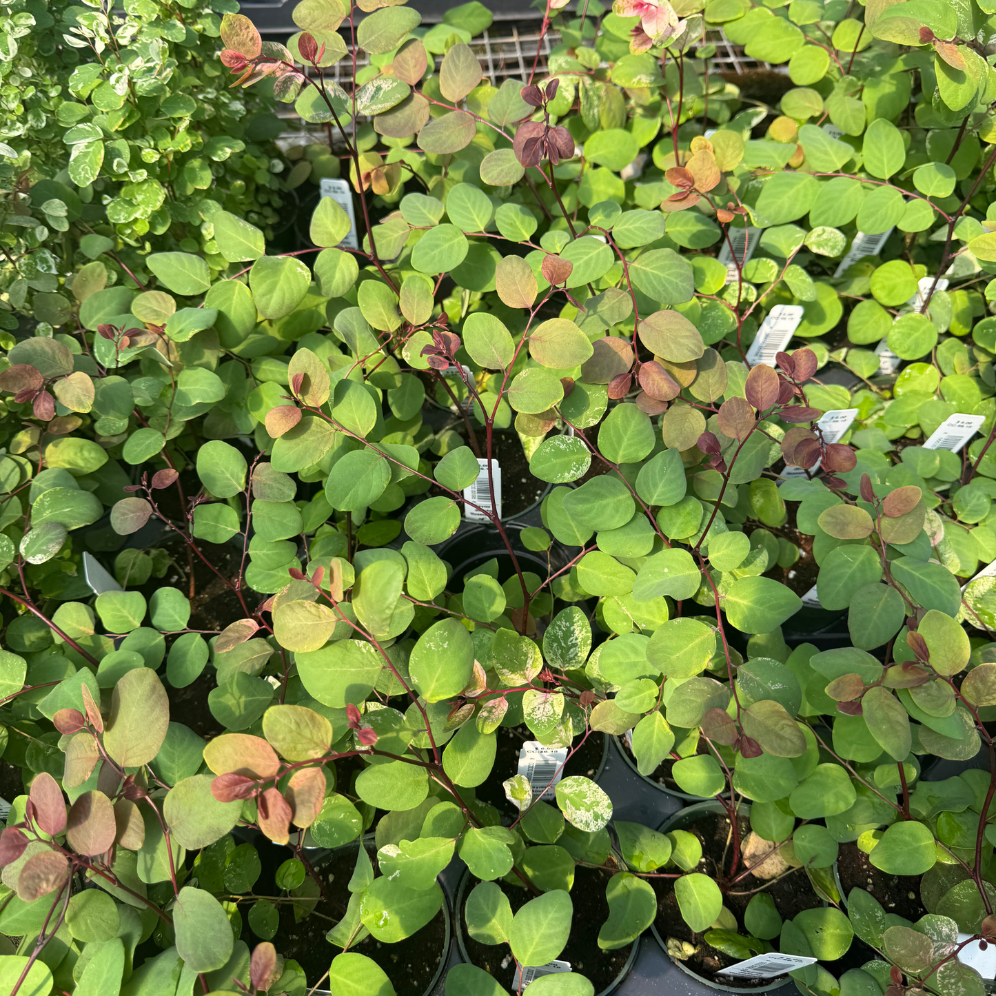 Breynia disticha 'Roseopicta'