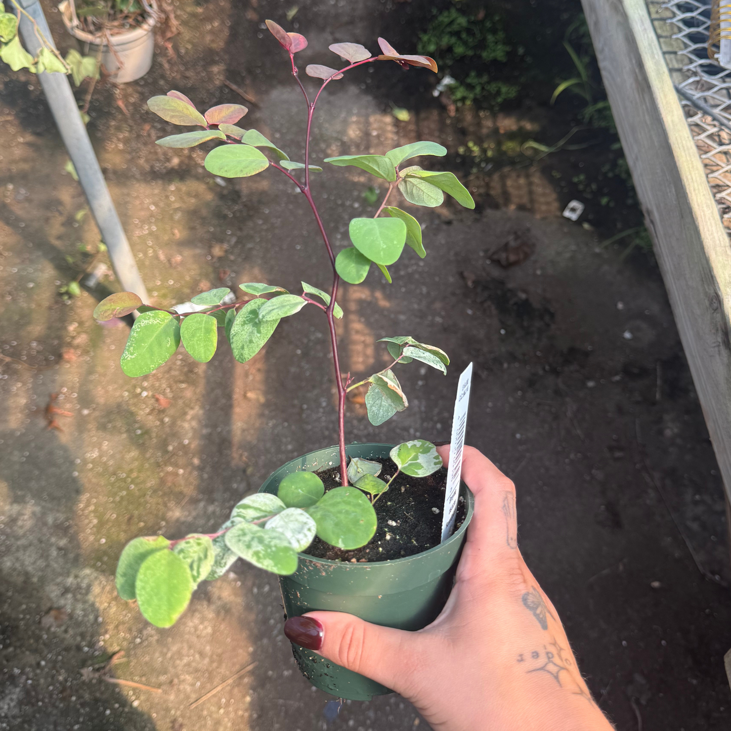 Breynia disticha 'Roseopicta'