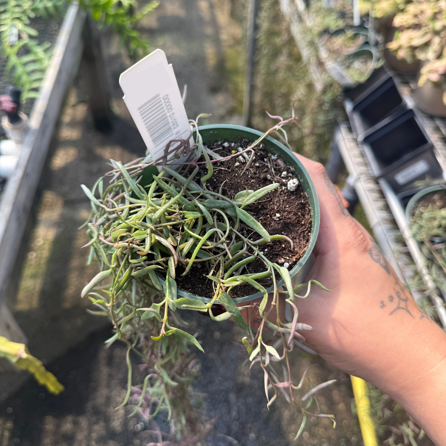 Ceropegia linearis 'String of Needles'