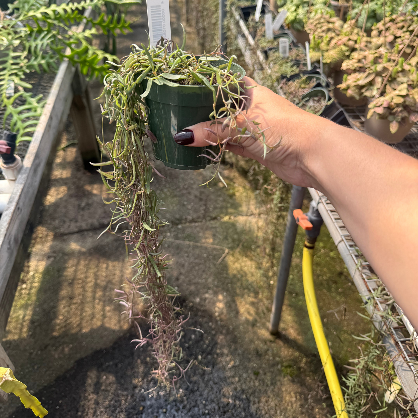 Ceropegia linearis 'String of Needles'