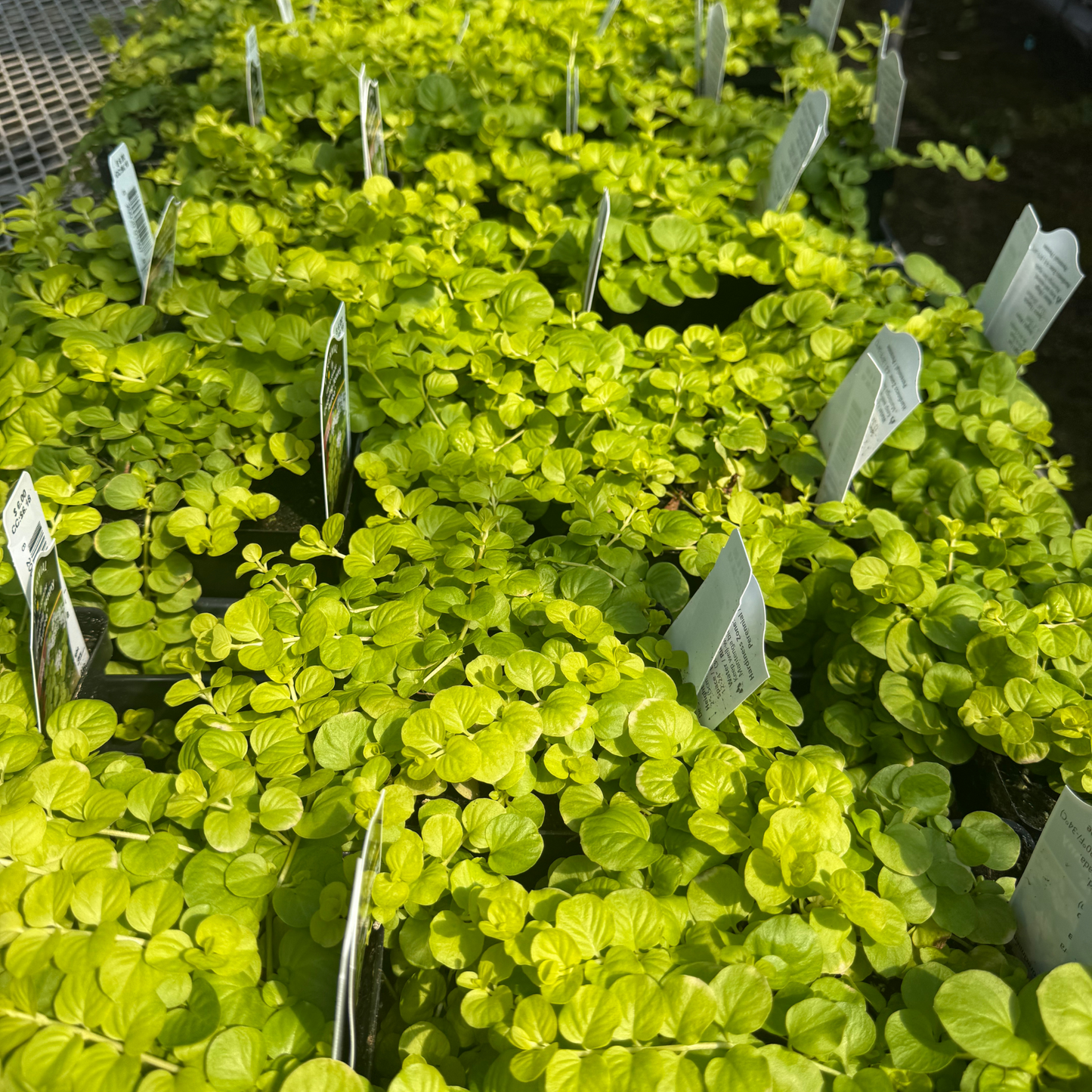 Lysimachia nummularia Goldi