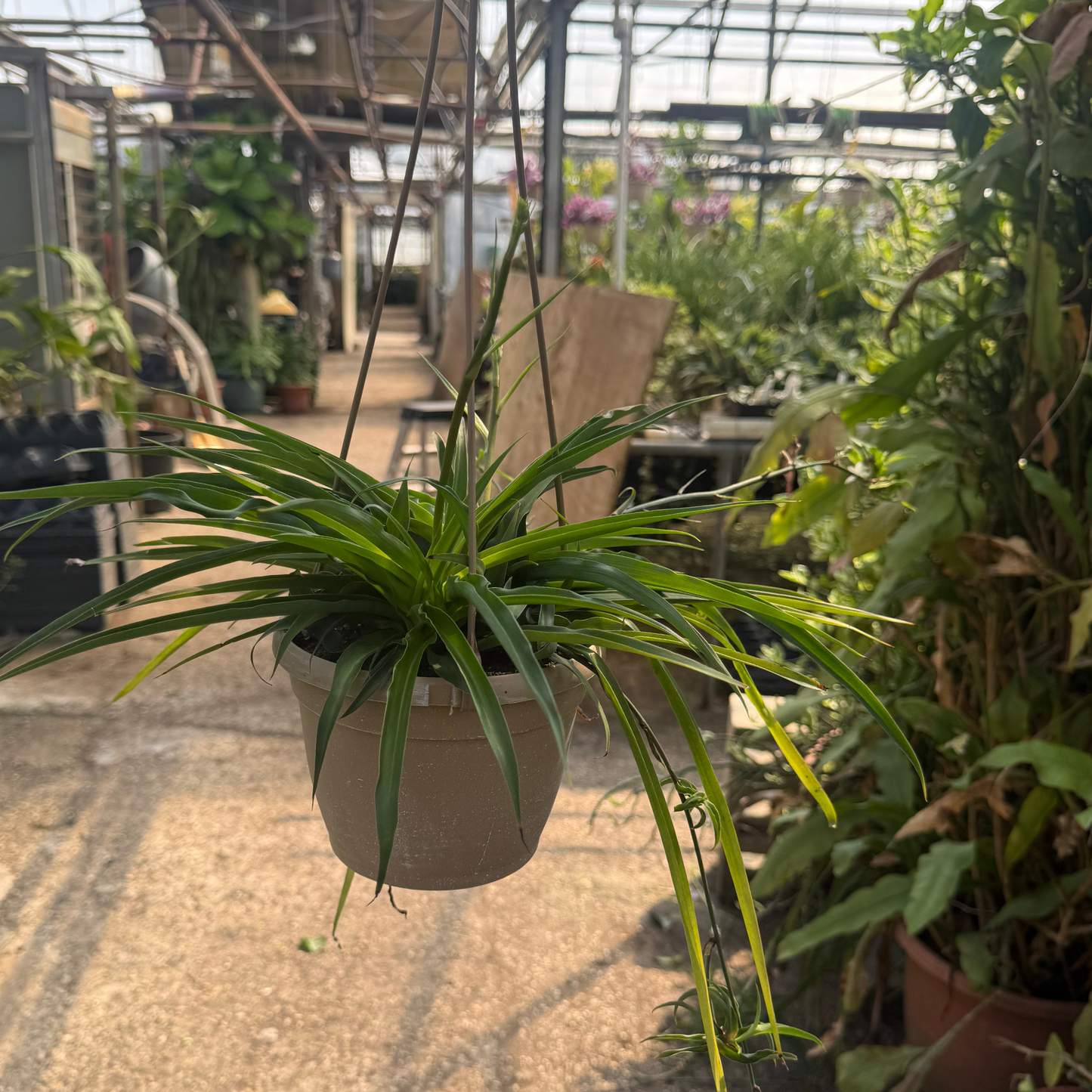 Green Spider Plant