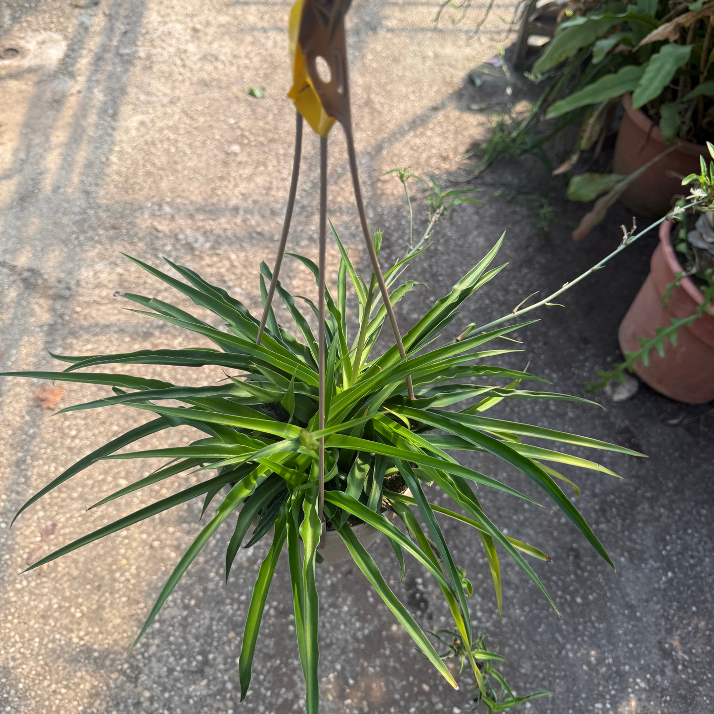 Green Spider Plant
