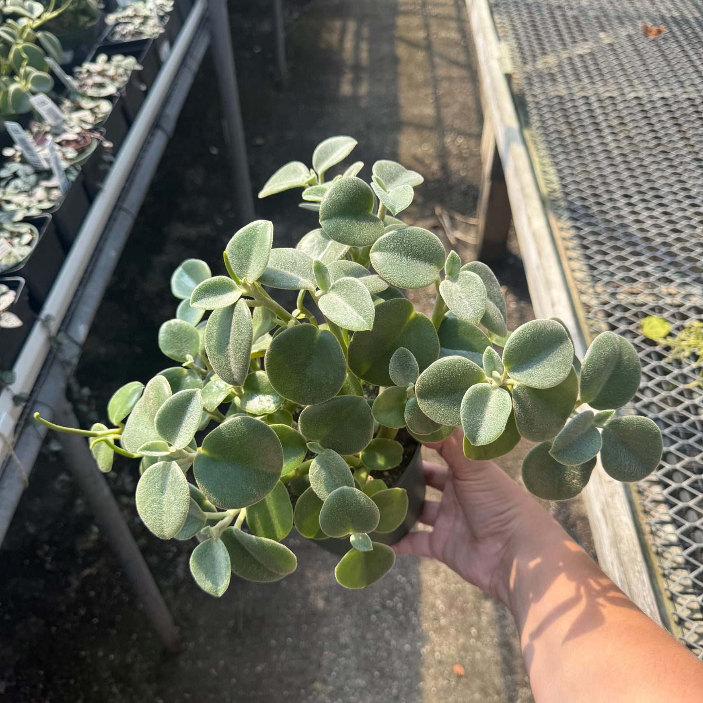 Peperomia incana