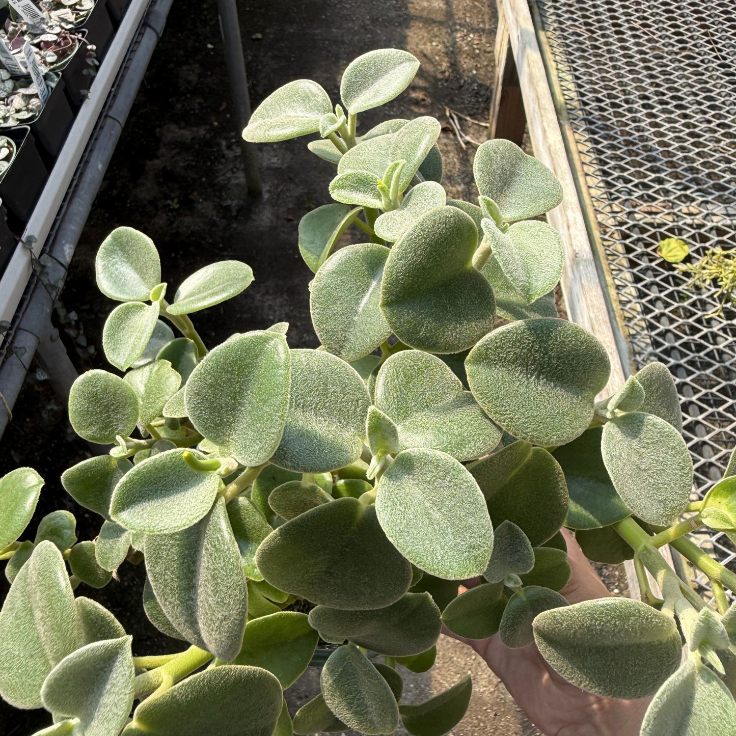 Peperomia incana