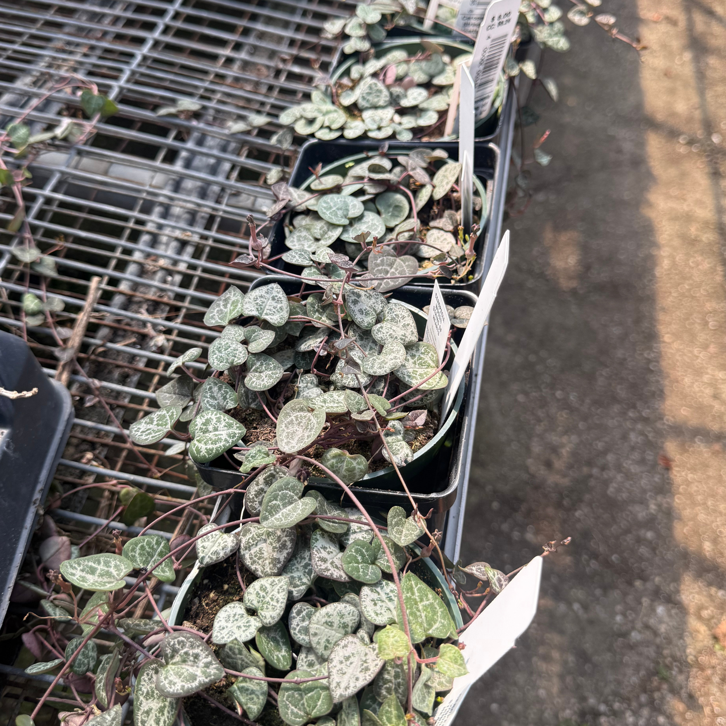 Ceropegia woodii 'String of Hearts'