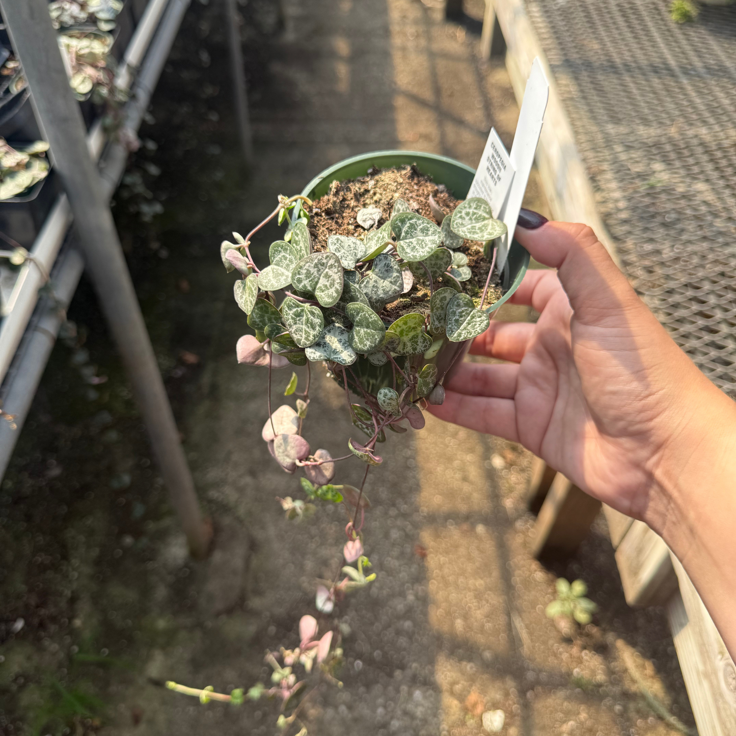 Ceropegia woodii 'String of Hearts'