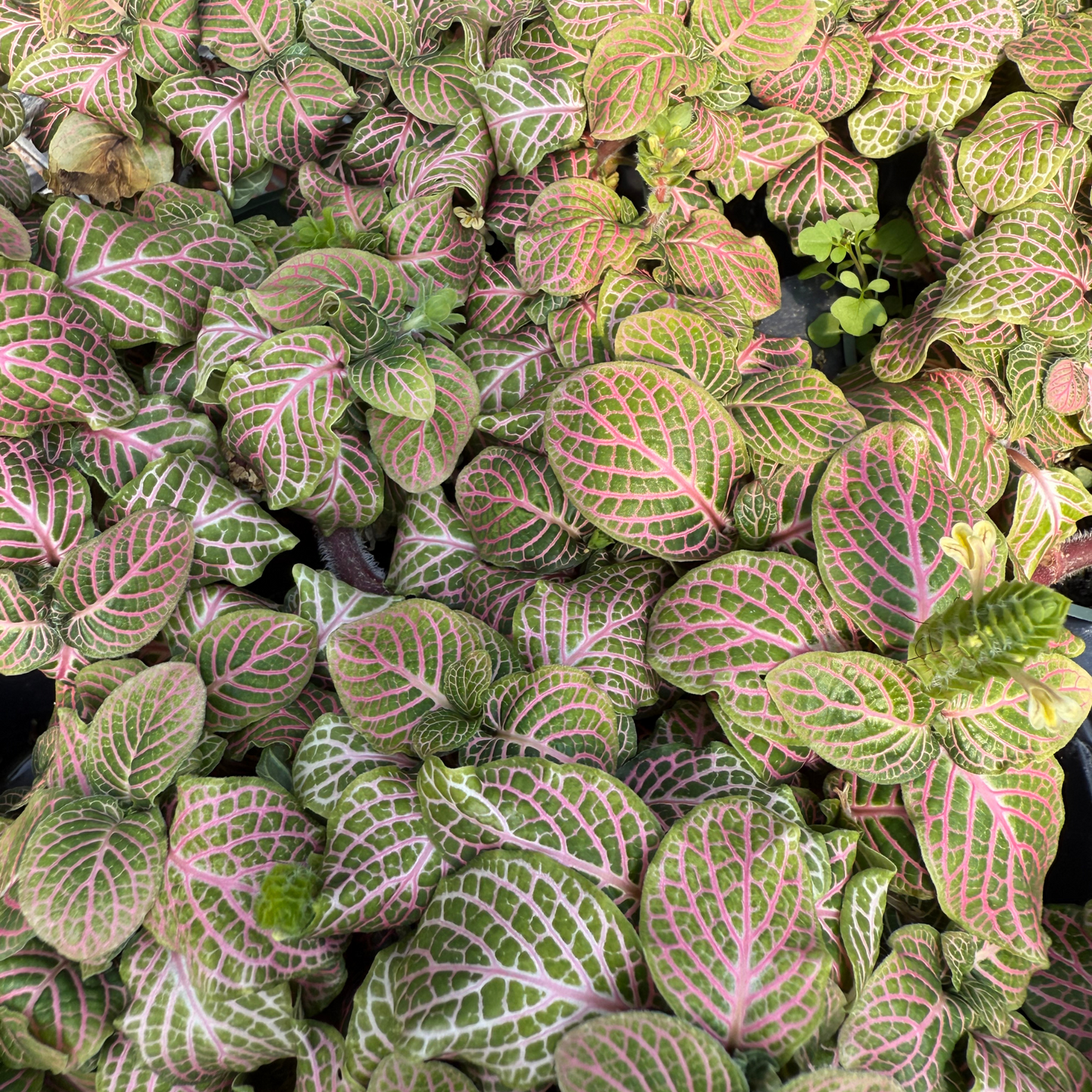 Fittonia albivenis Pink
