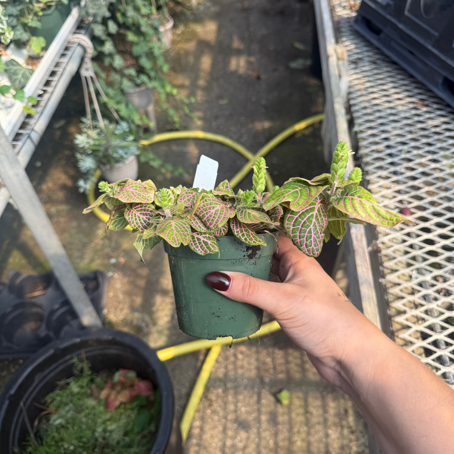 Fittonia albivenis Pink