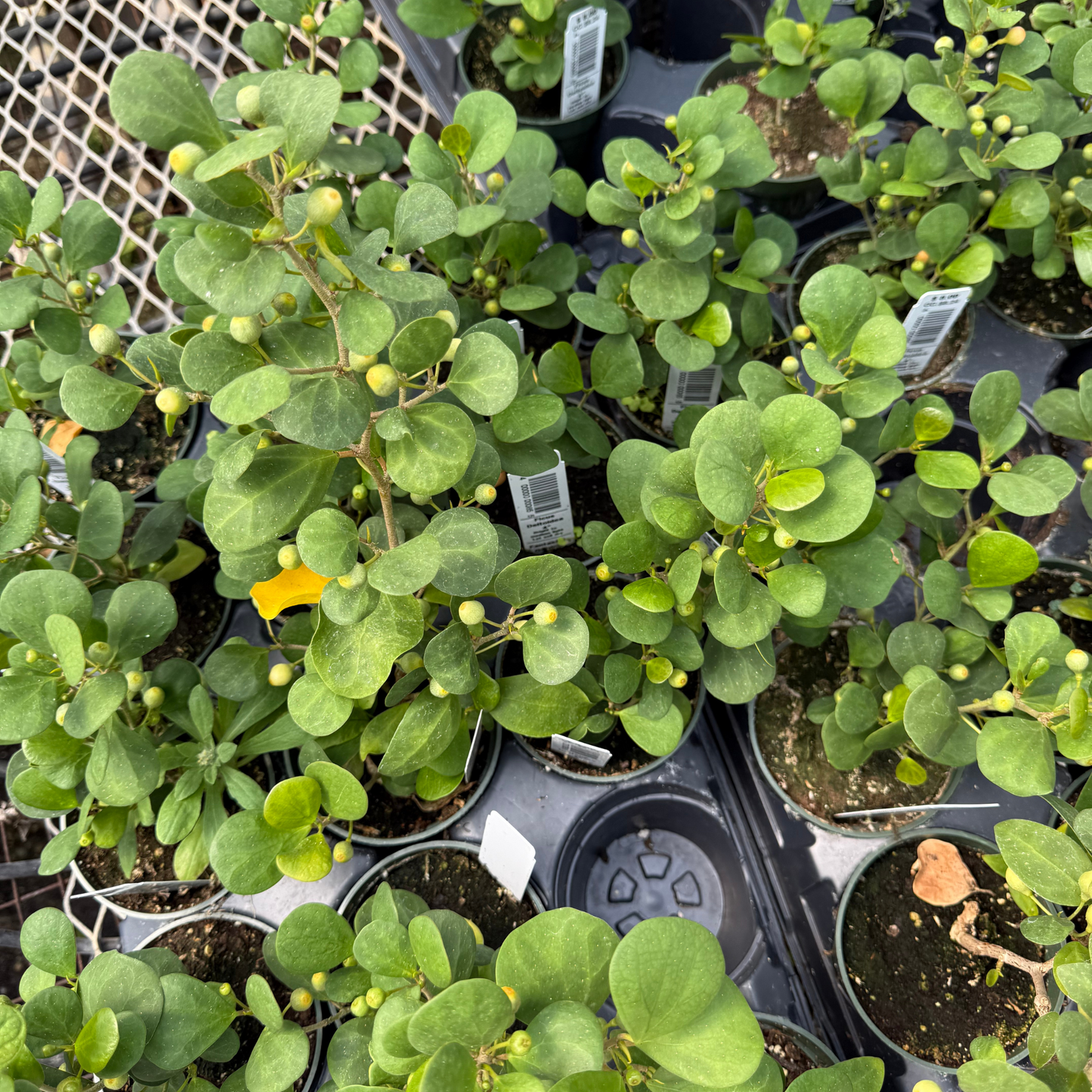 Ficus deltoidea