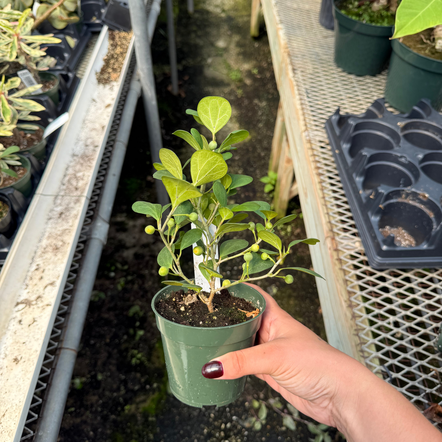 Ficus deltoidea