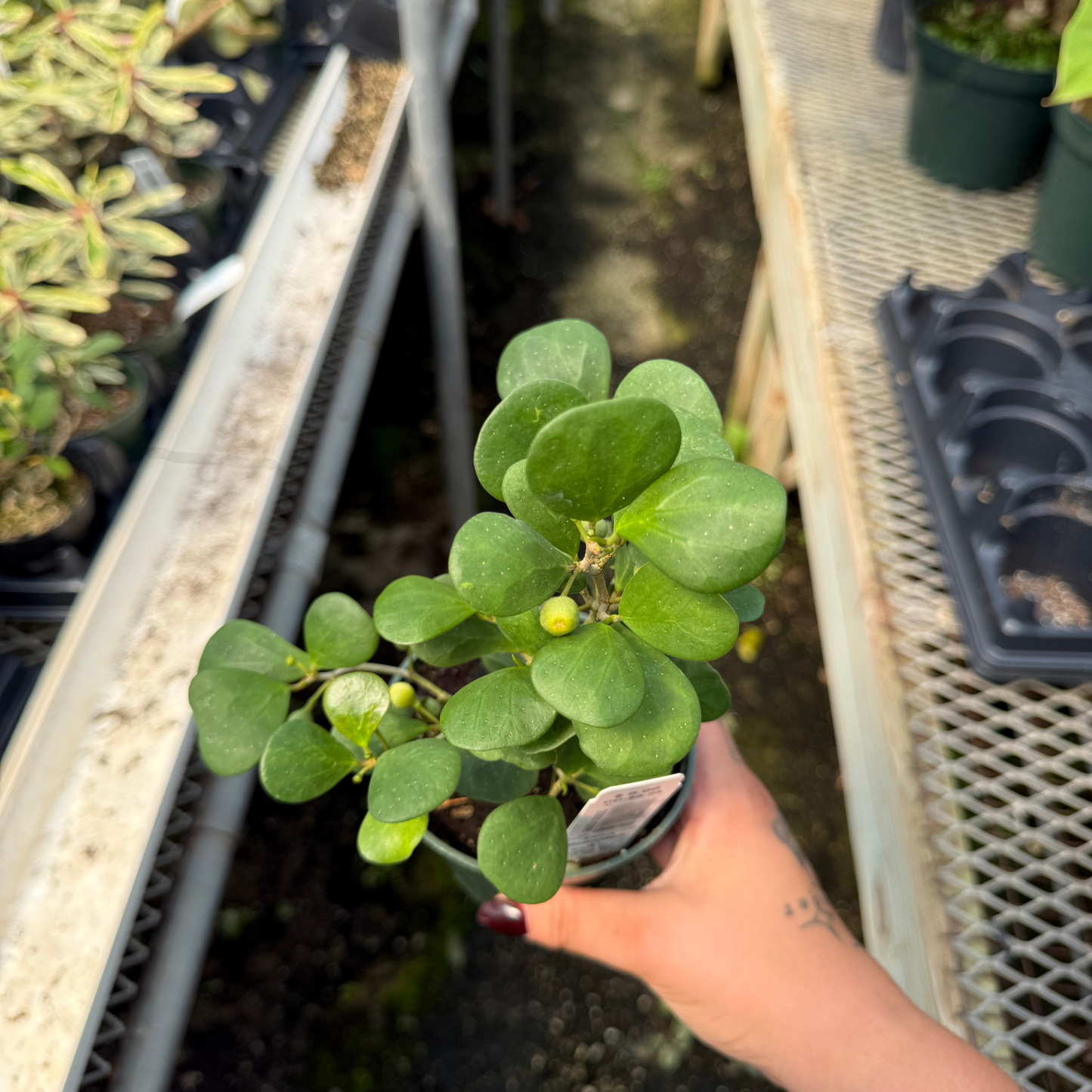 Ficus deltoidea