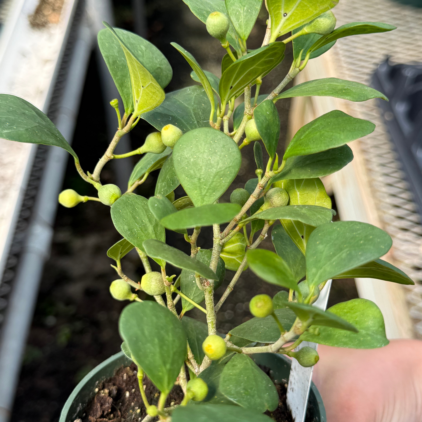 Ficus deltoidea