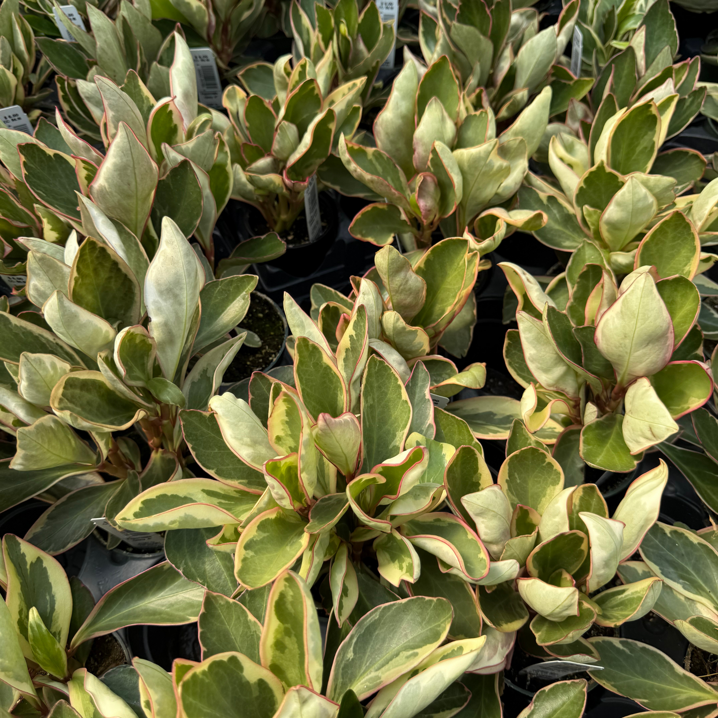 Peperomia clusiifolia 'Ginny'