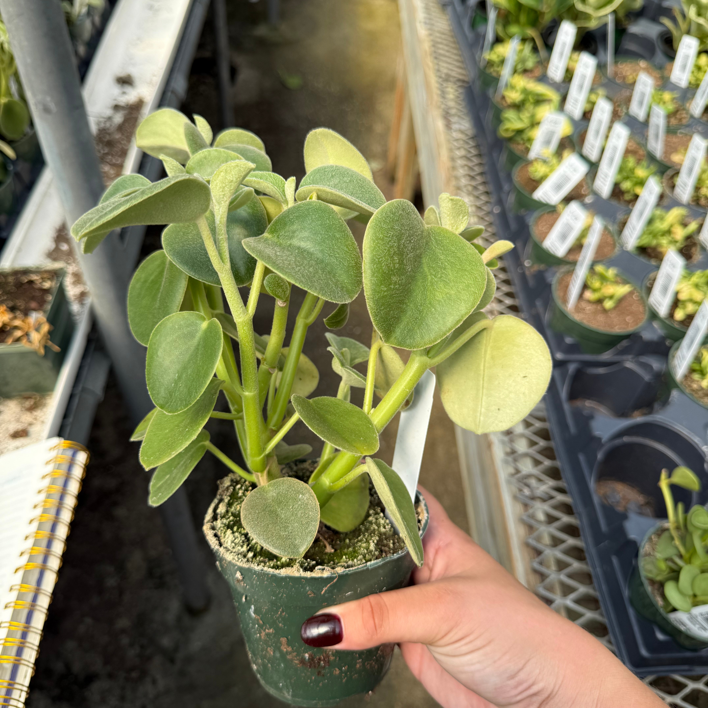 Peperomia incana