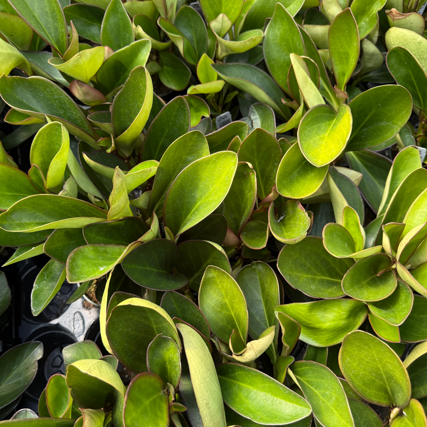 Peperomia clusiifolia 'Red Edge'