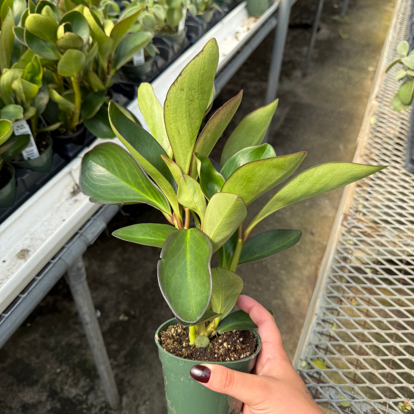 Peperomia clusiifolia 'Red Edge'