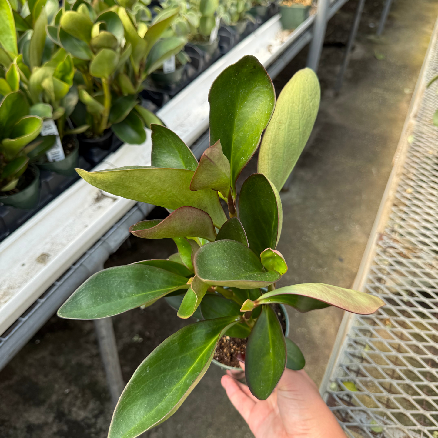 Peperomia clusiifolia 'Red Edge'