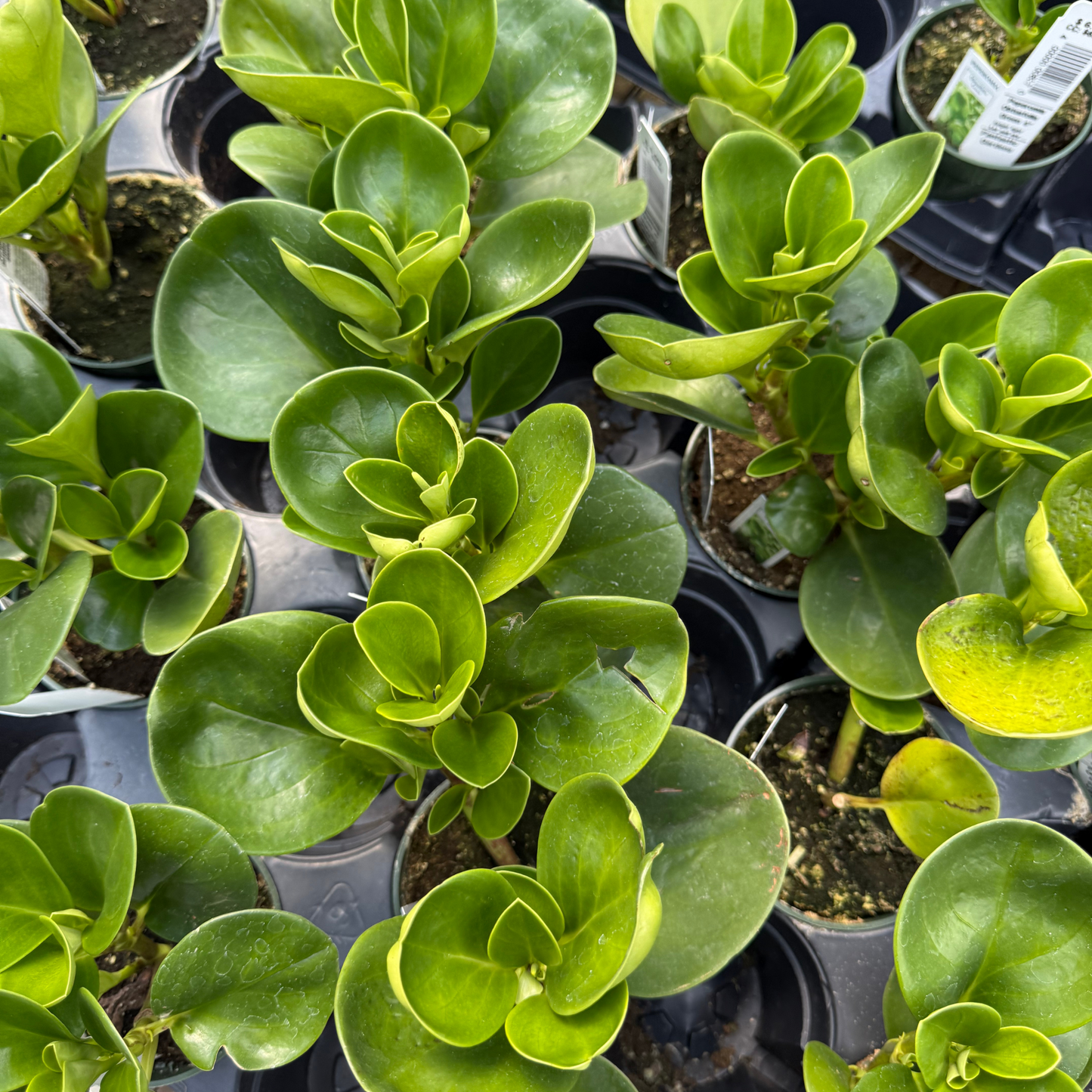 Peperomia obtusfolia 'Green'
