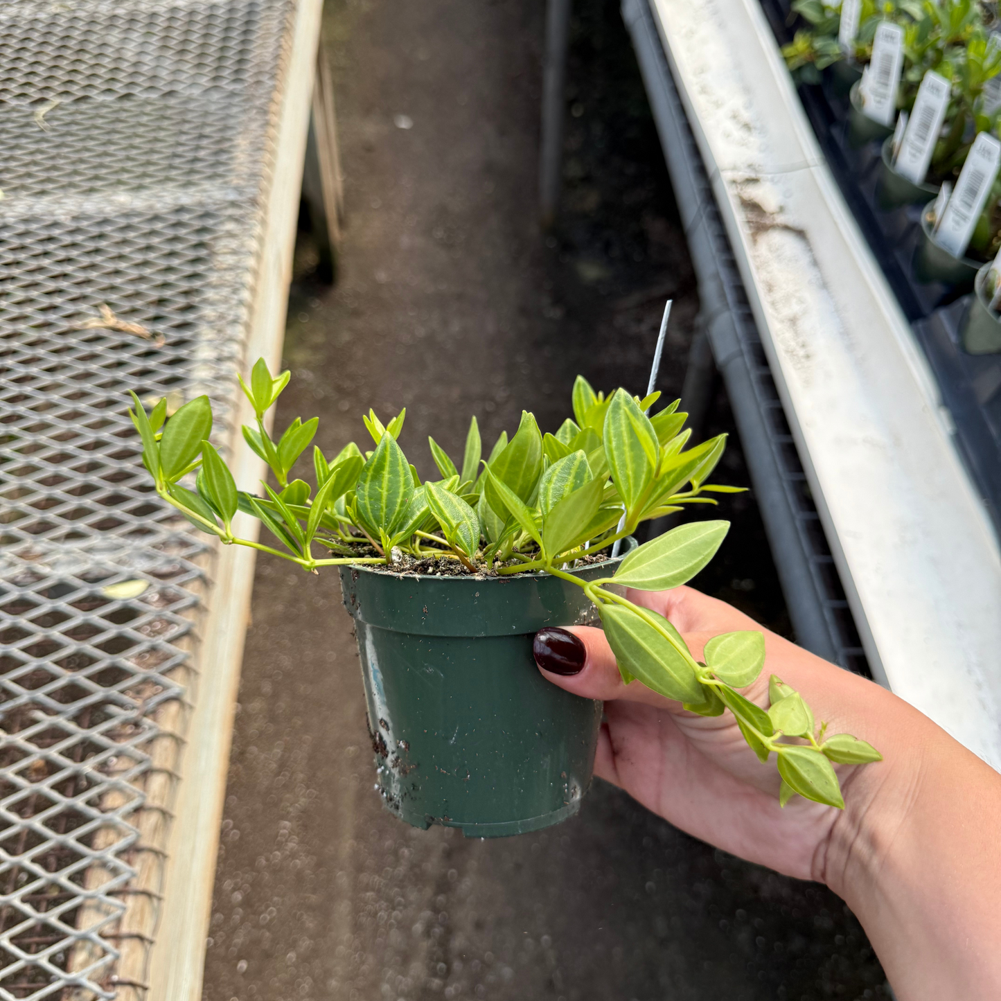 Peperomia raydiance