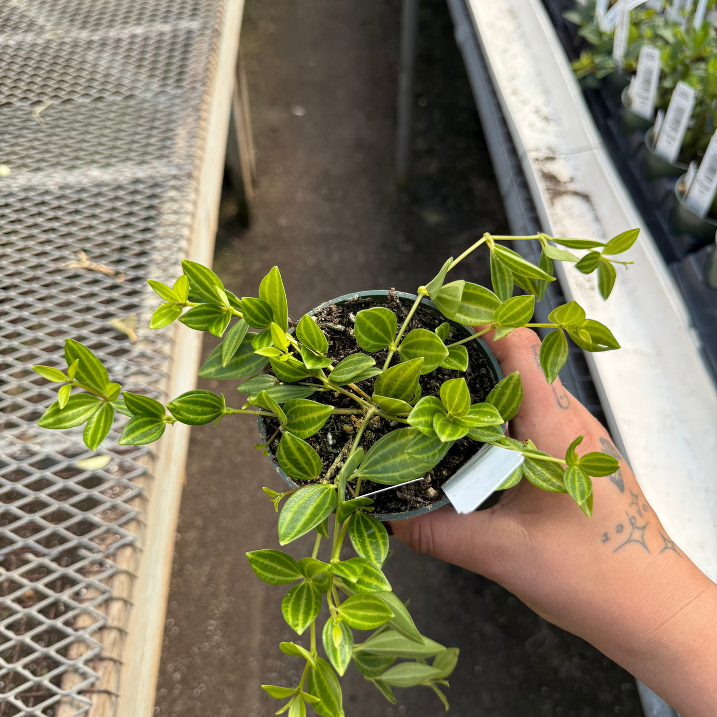 Peperomia raydiance
