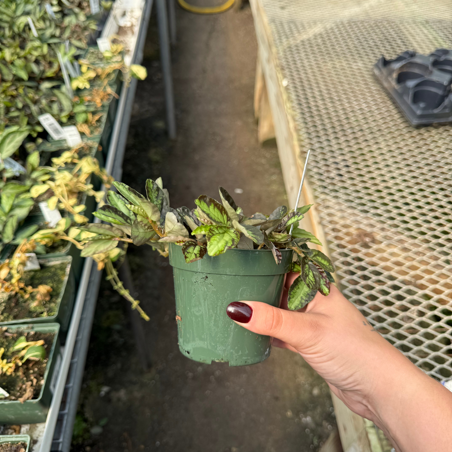 Pellonia reptans