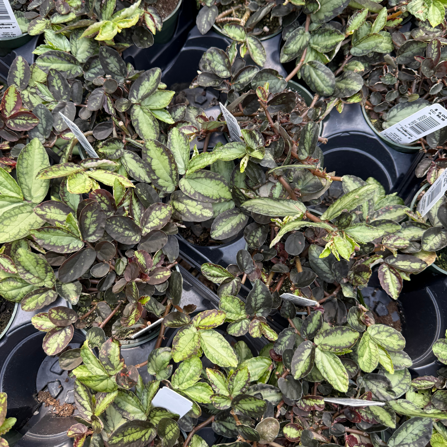 Pellonia reptans