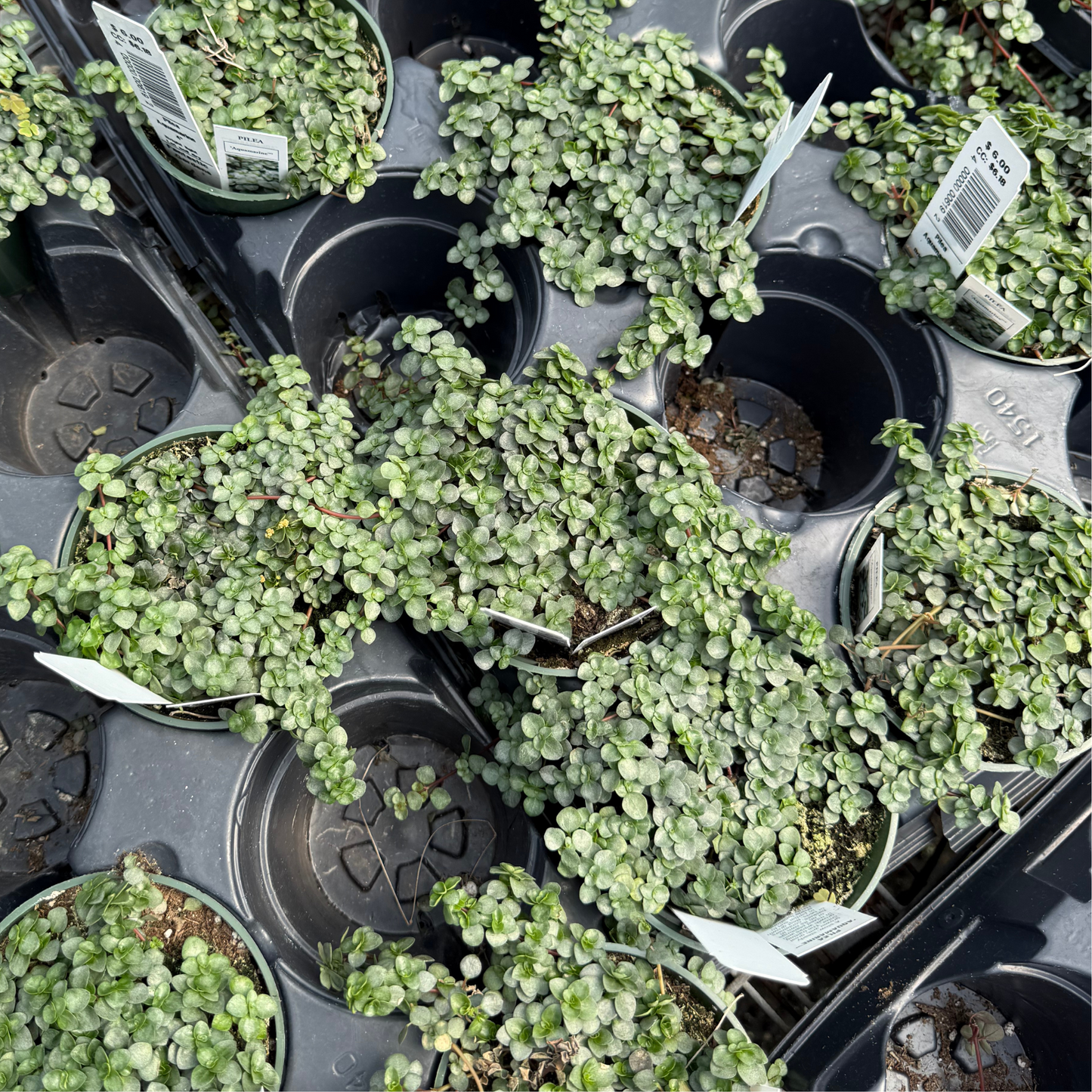 Pilea aquamarine