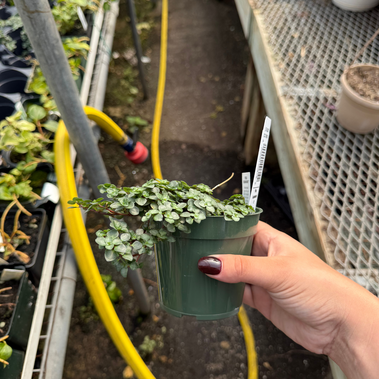 Pilea aquamarine