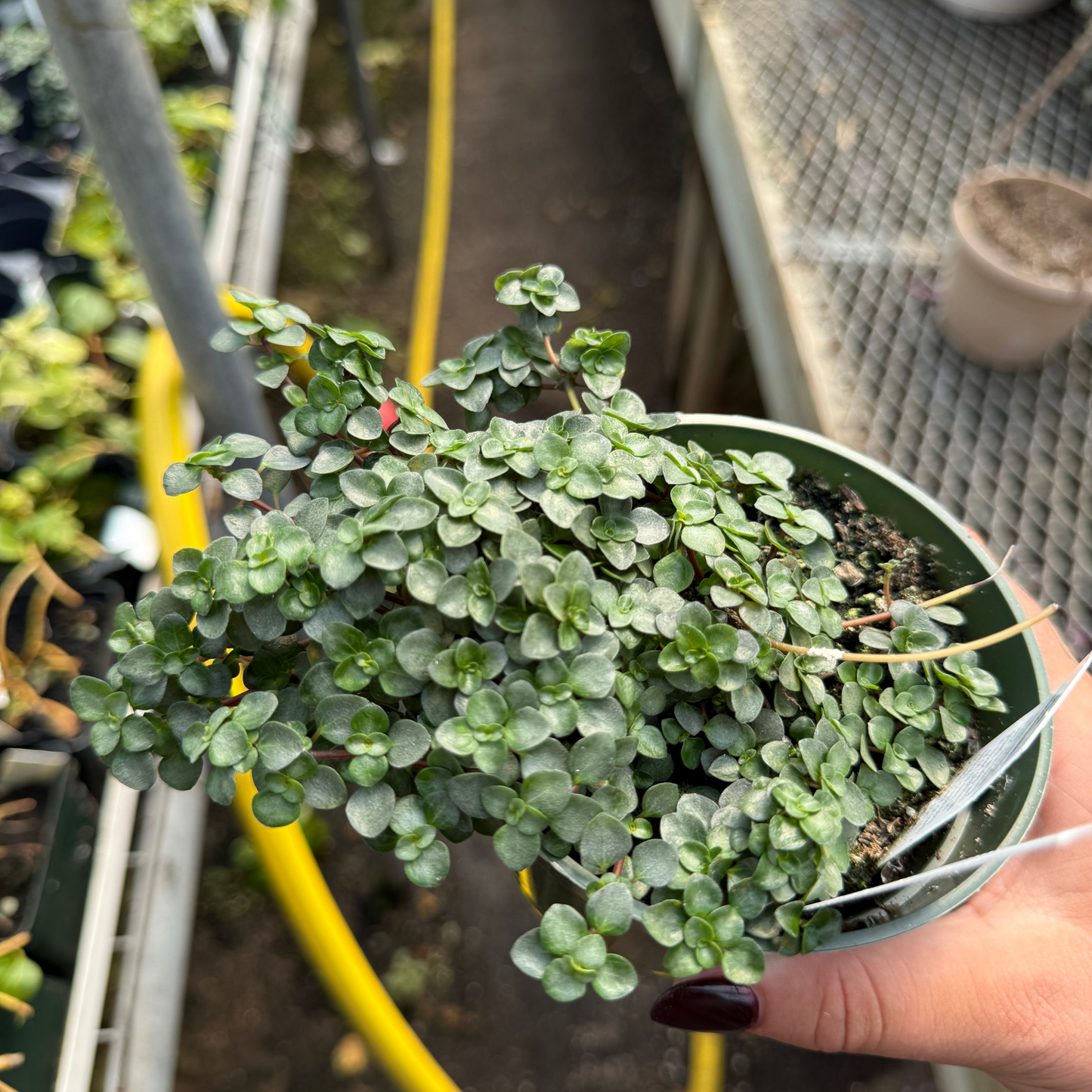 Pilea aquamarine