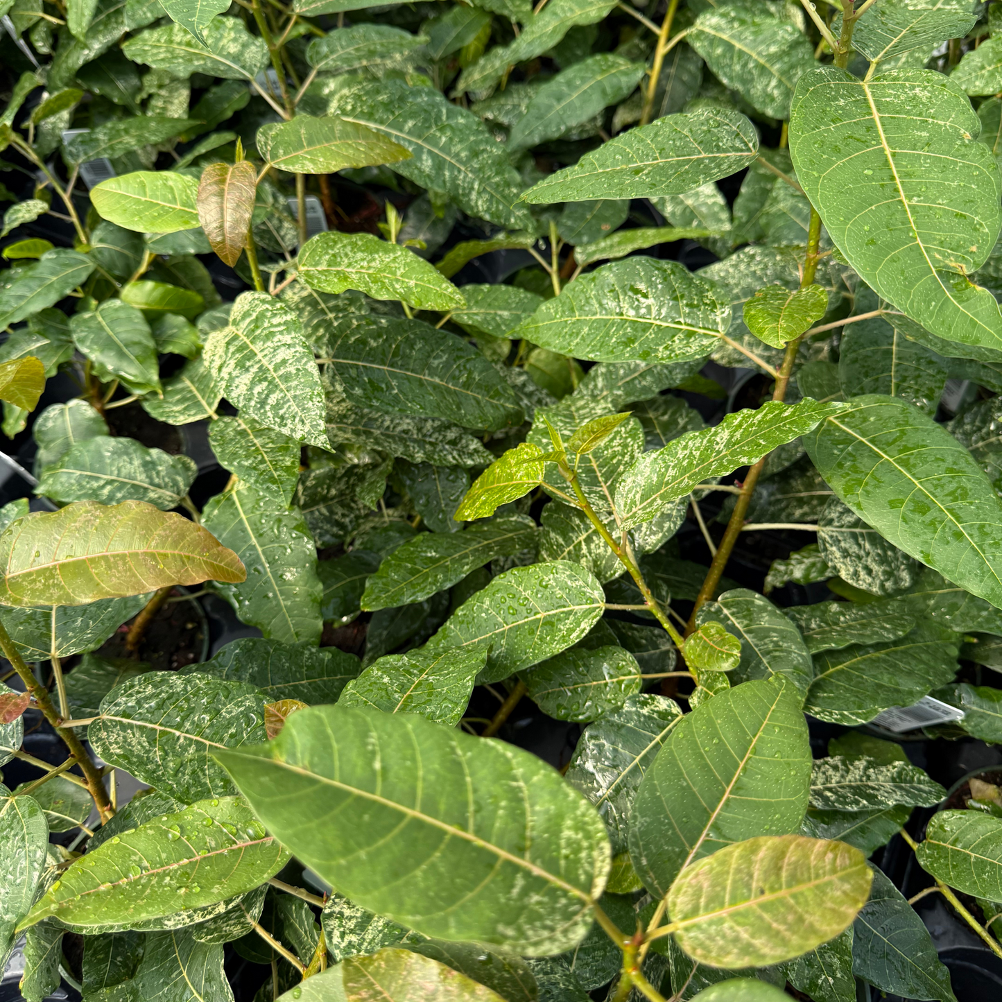 Ficus aspera 'Clown Fig'