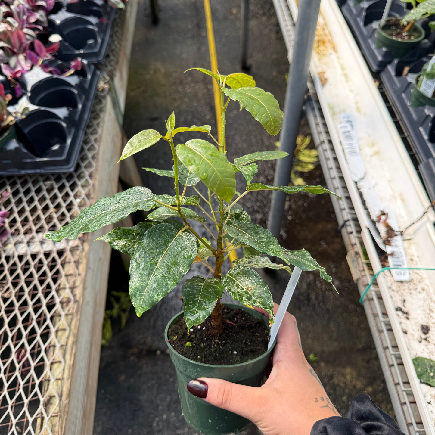 Ficus aspera 'Clown Fig'