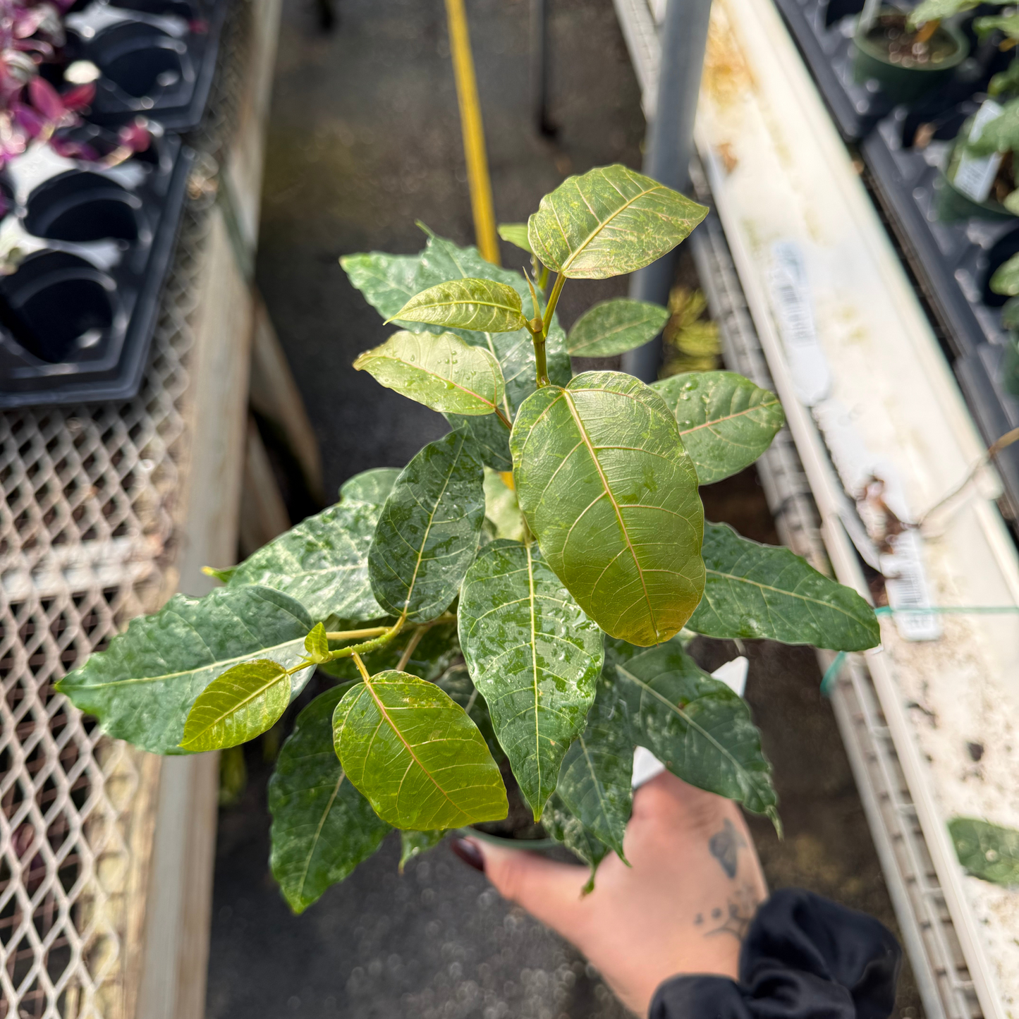 Ficus aspera 'Clown Fig'