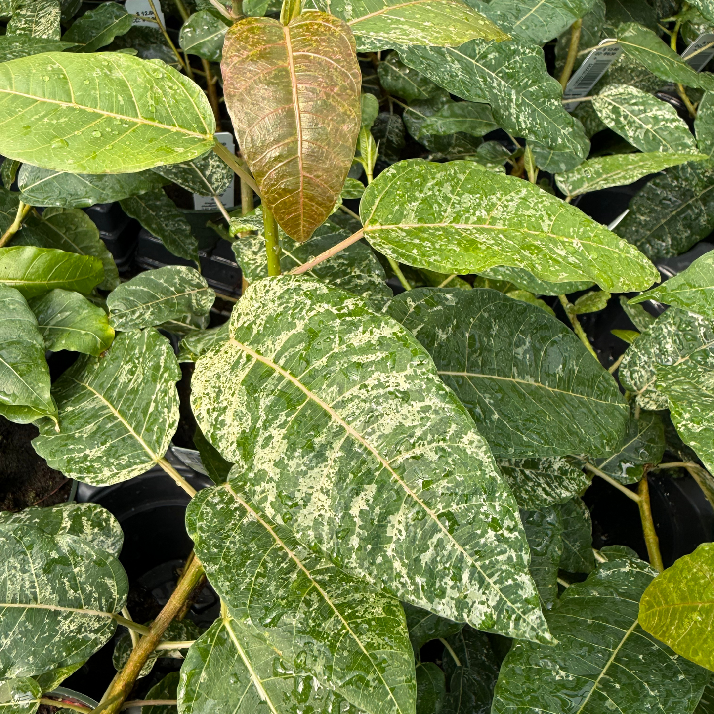 Ficus aspera 'Clown Fig'