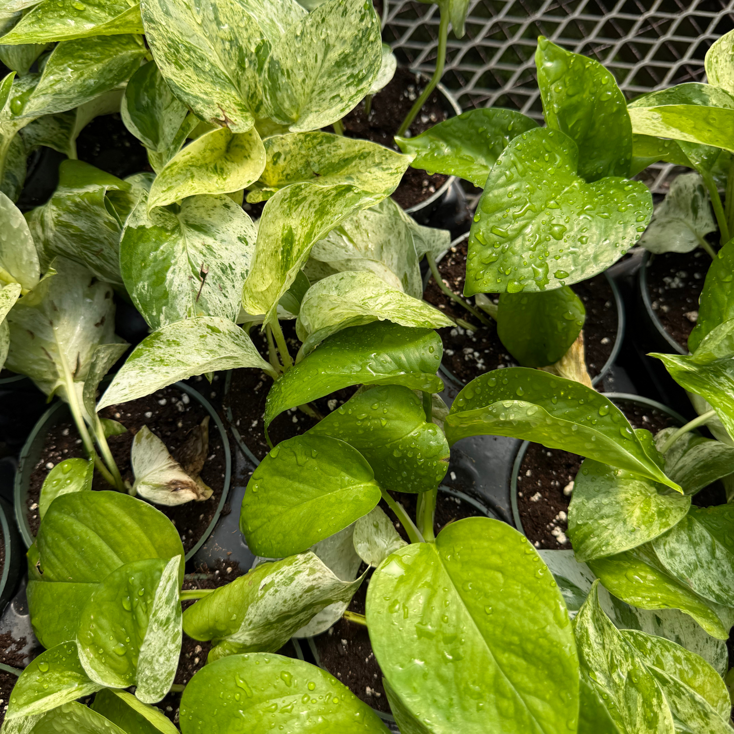 Marble Queen Pothos