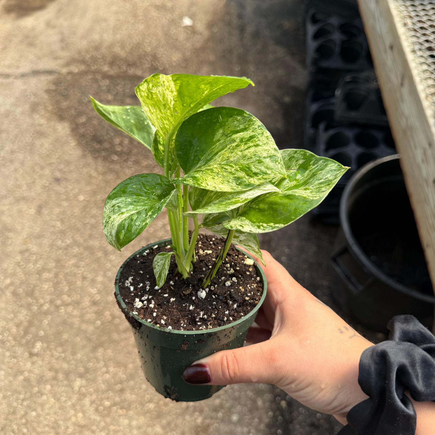 Marble Queen Pothos