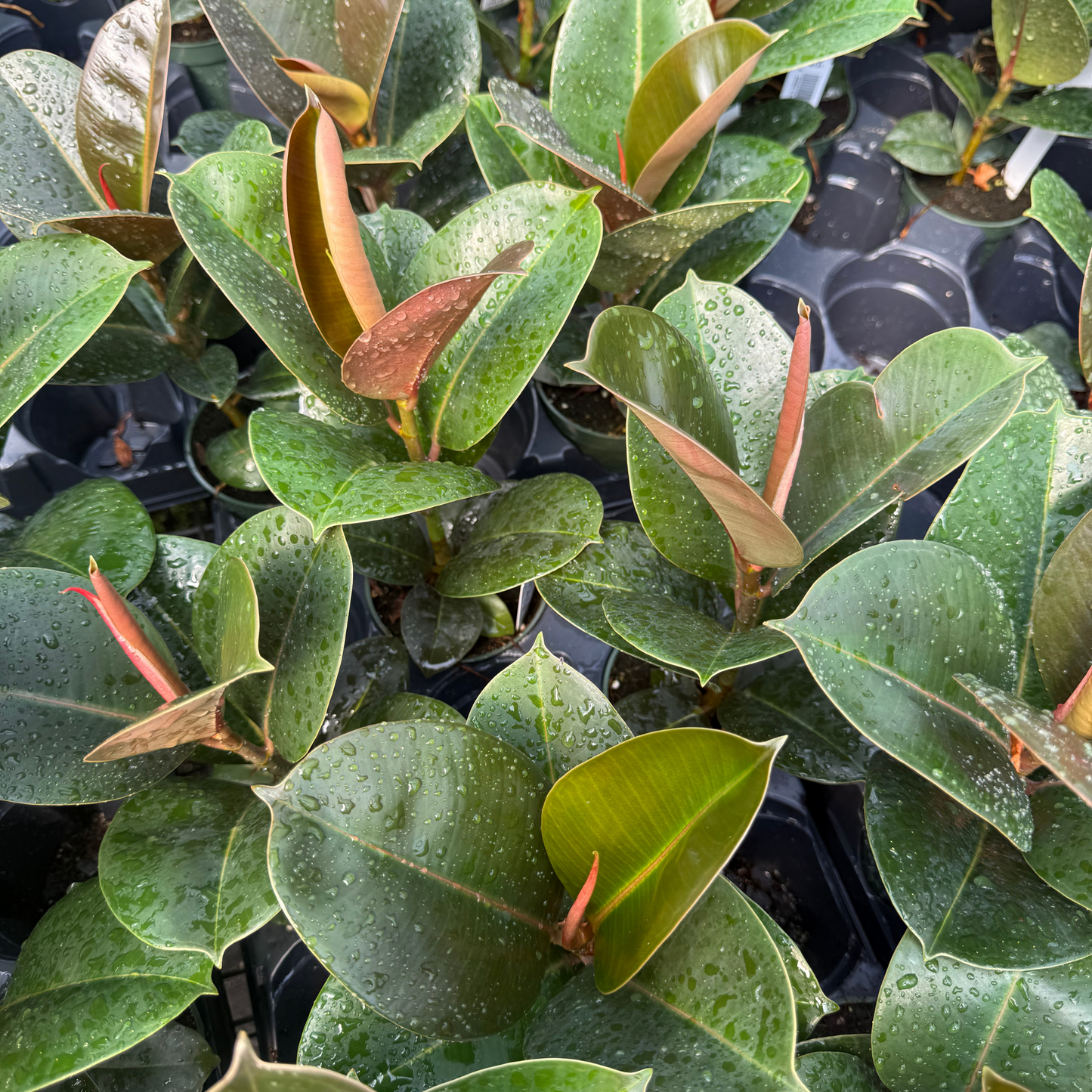 Ficus elastica 'Sophia'