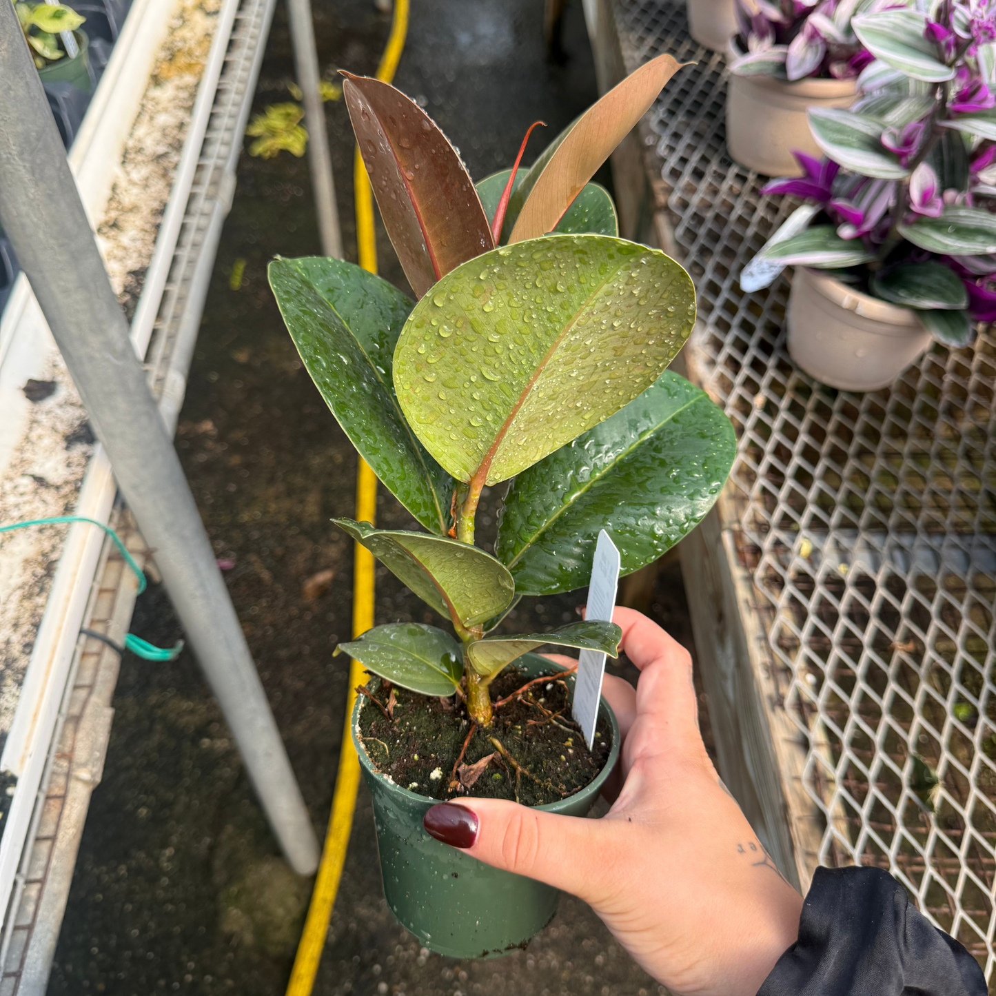 Ficus elastica 'Sophia'