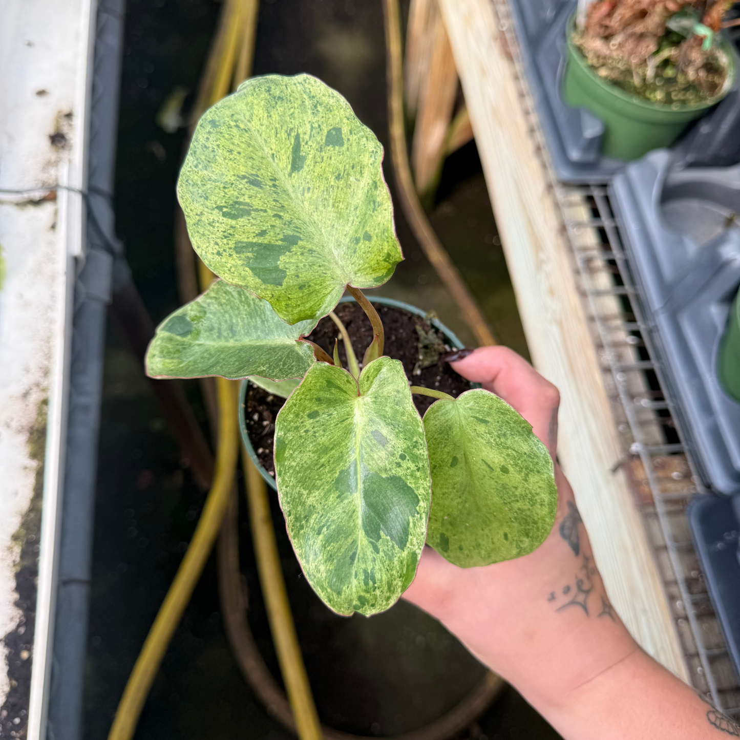 Philodendron Paraiso Verde