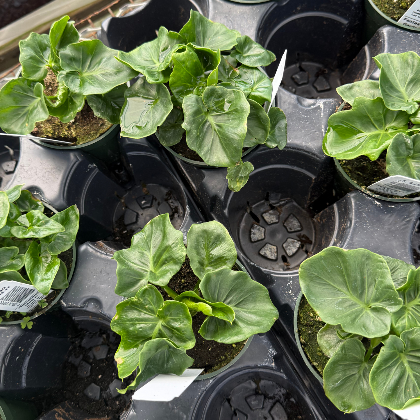 Philodendron Atom