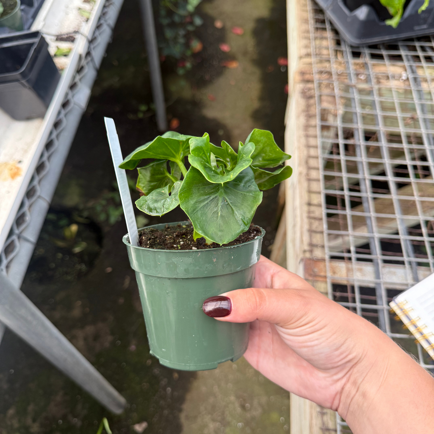Philodendron Atom