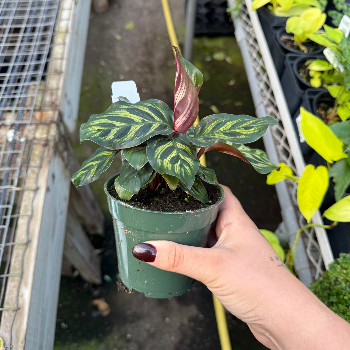 Calathea makoyanna