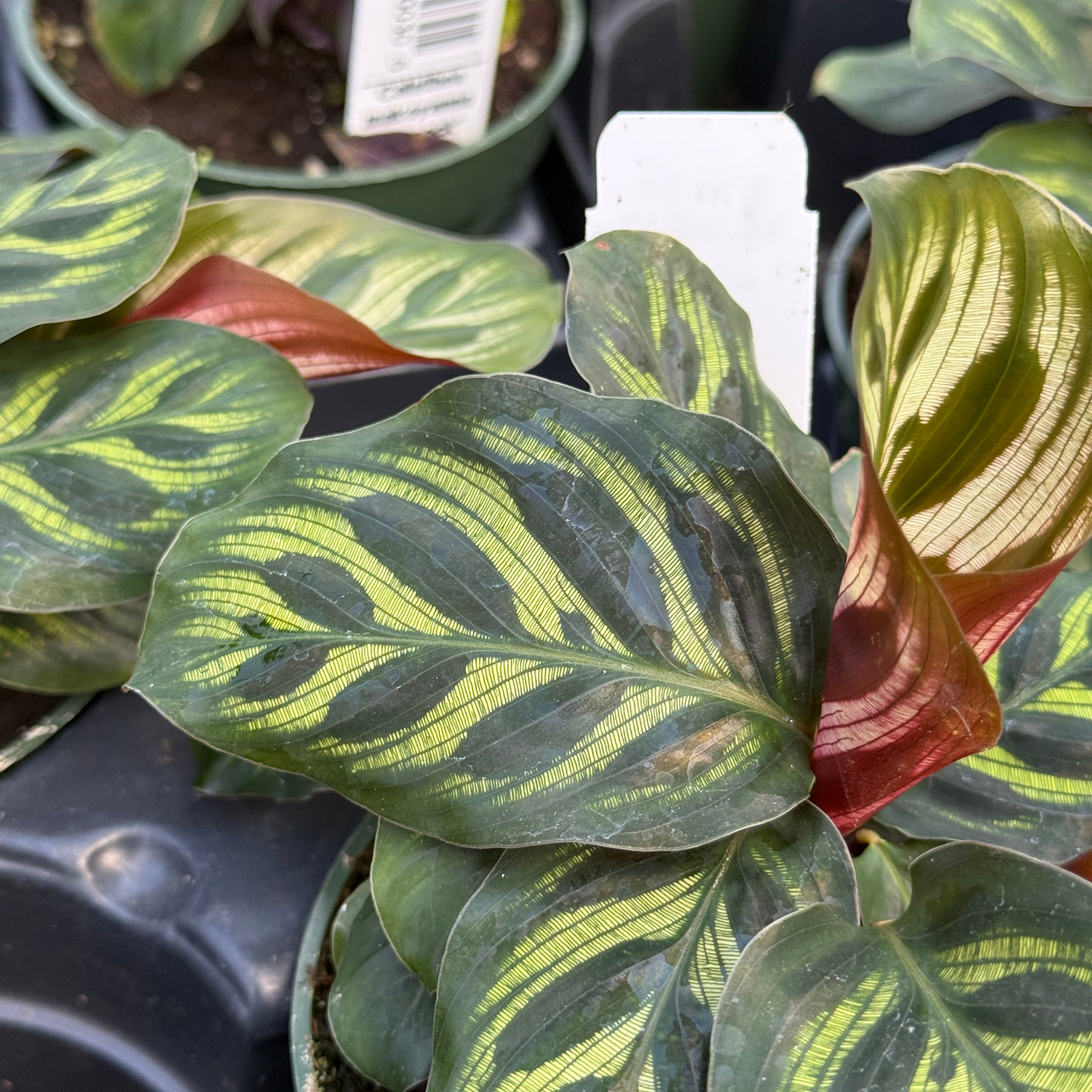 Calathea makoyanna